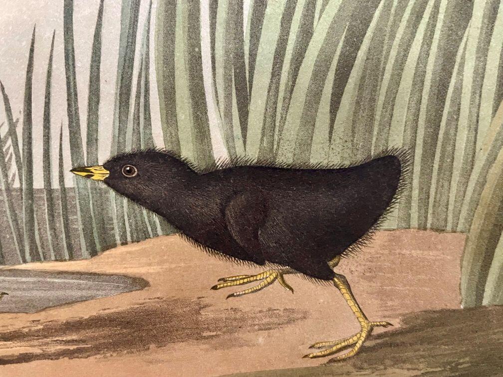 Detail from Audubon Plate 349 featuring the Least Water-hen
