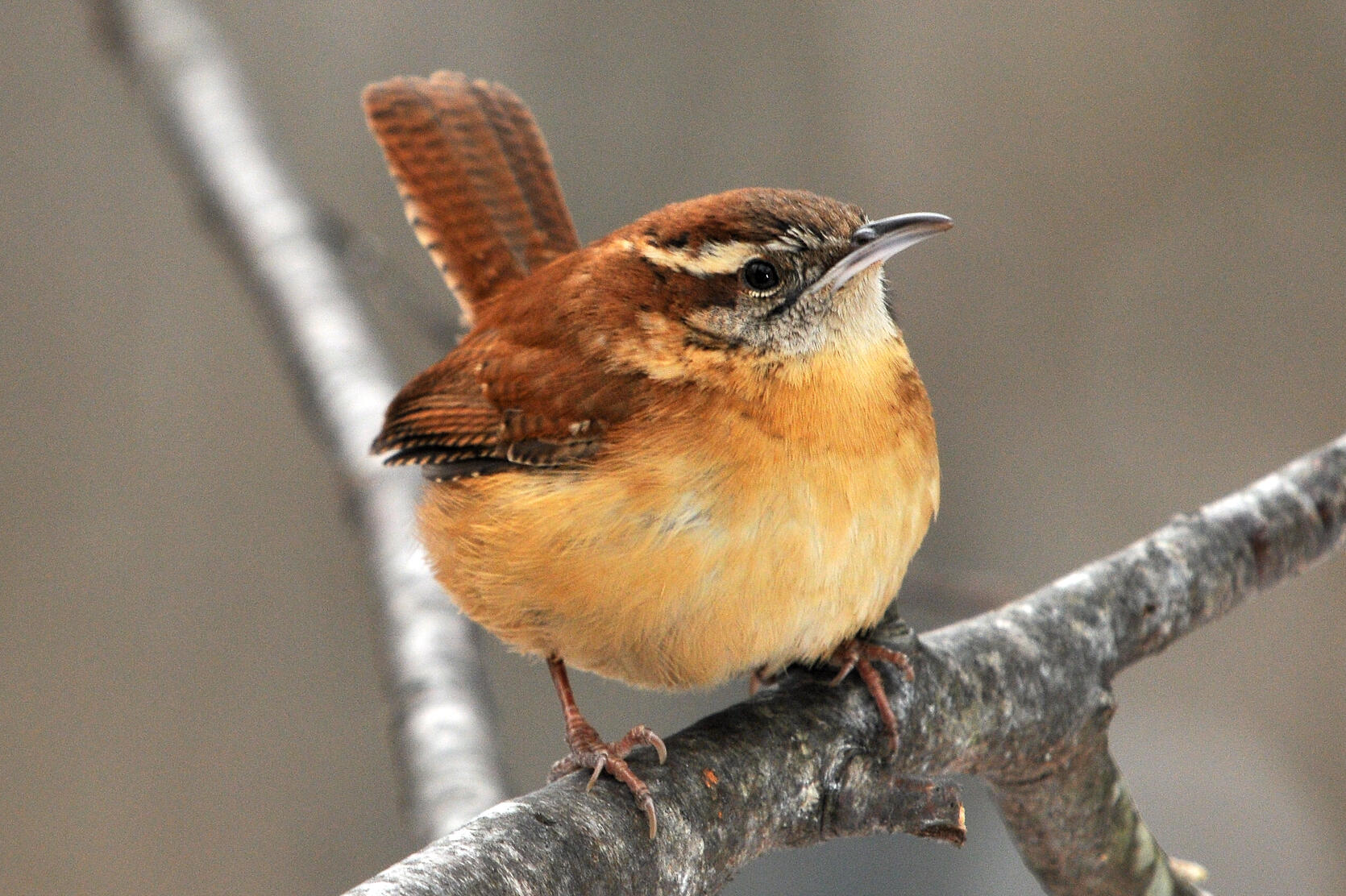 Carolina wren sitting on a branch