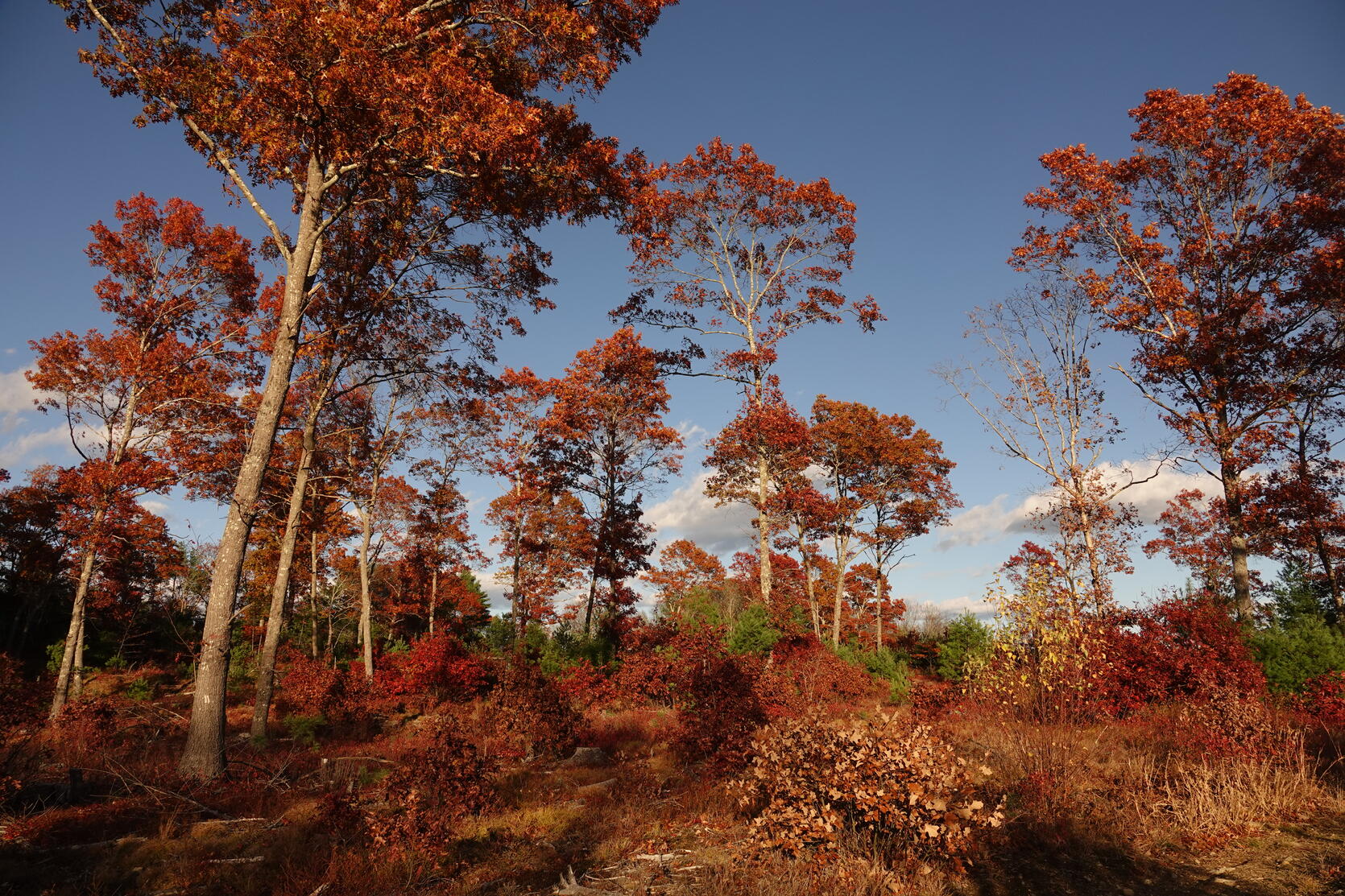 trees and shrubs in an open canopy landscape in the fall.