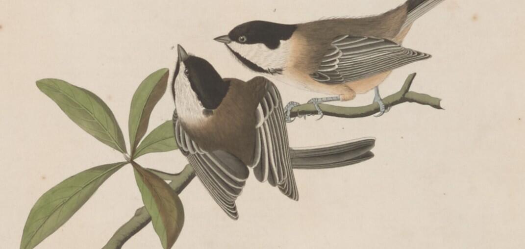  A pair of Black-capped Chickadees from Audubon Plate 353