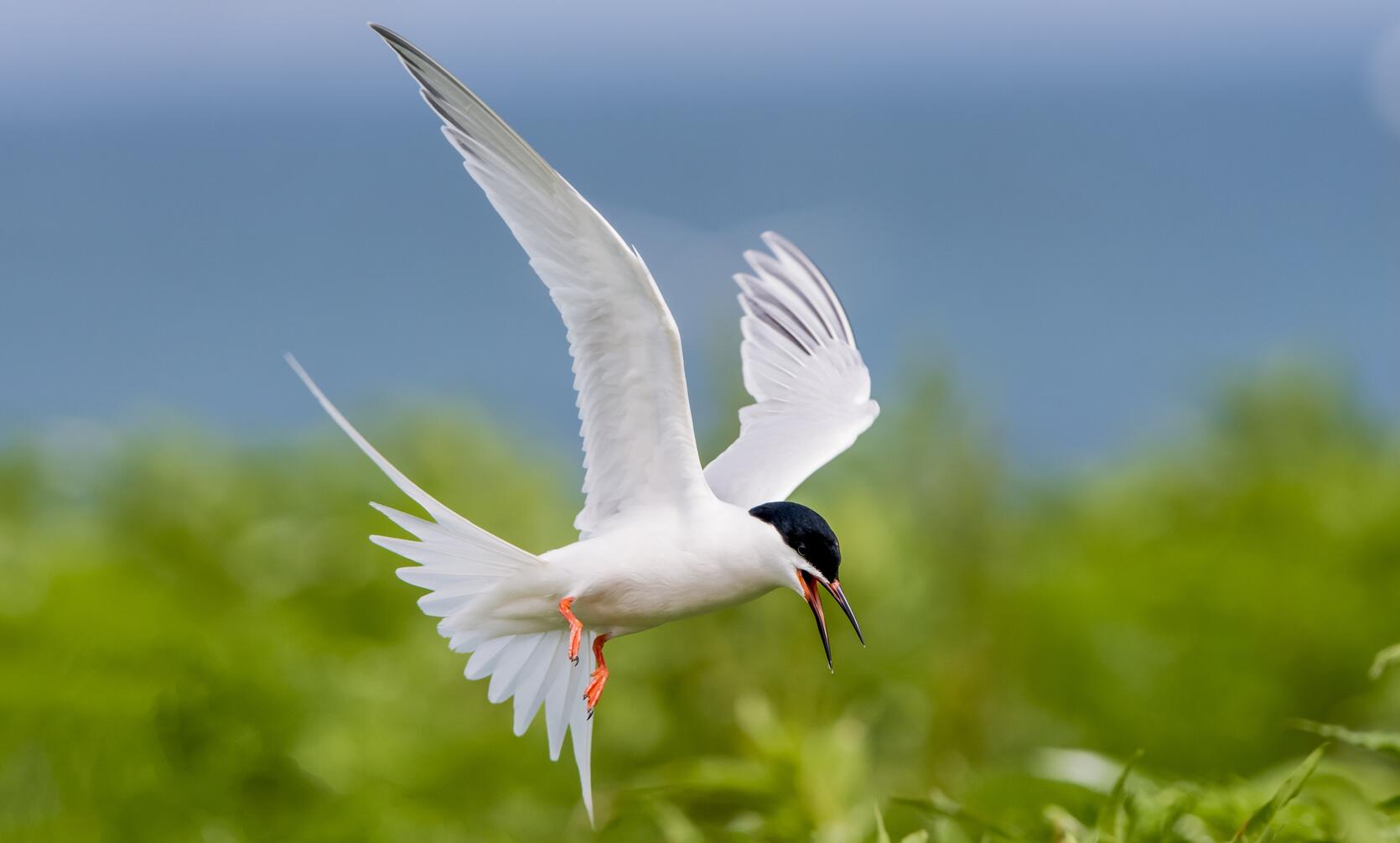roseate tern flying