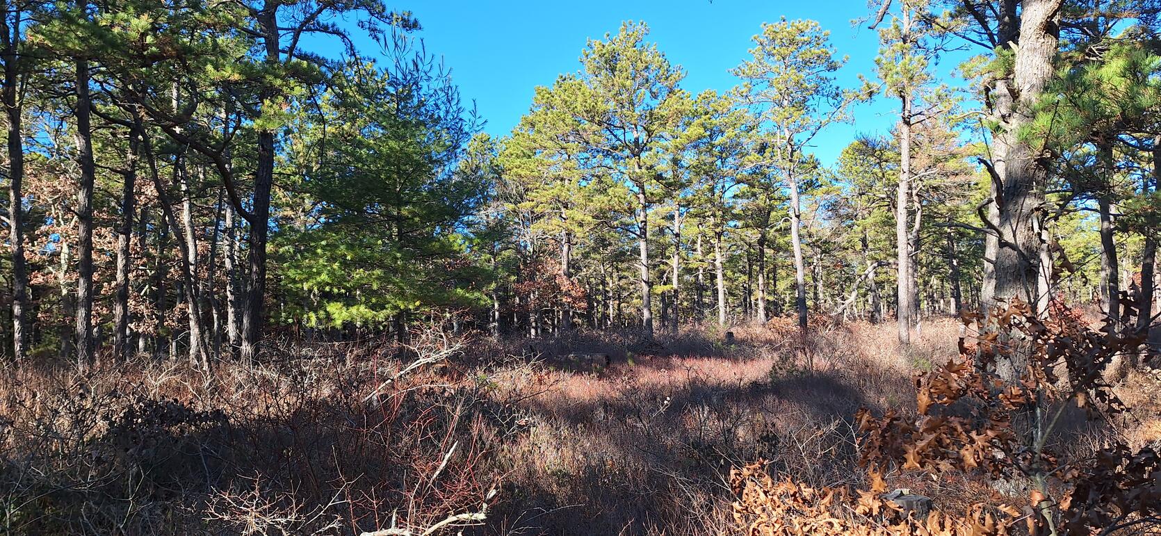 mashpee pine barrens wma