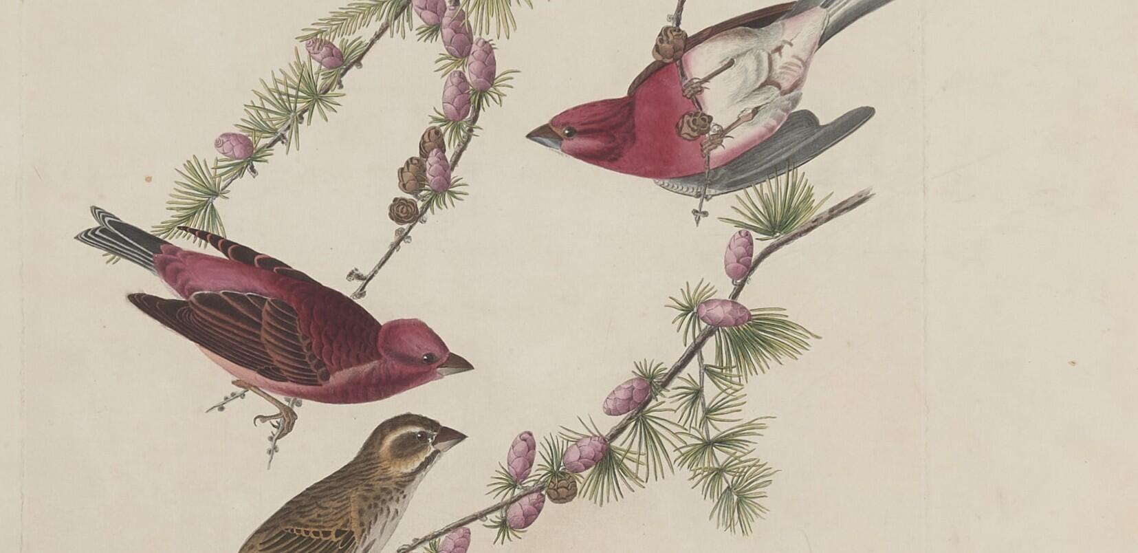  A trio of Purple Finches from Audubon Plate 4