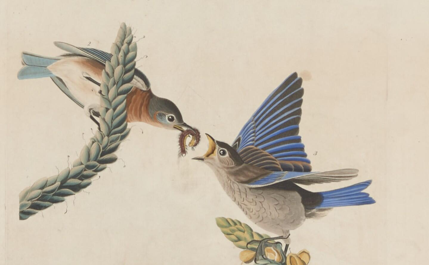  An adult female Eastern Bluebird feeding a young Eastern Bluebird from Audubon Plate 113