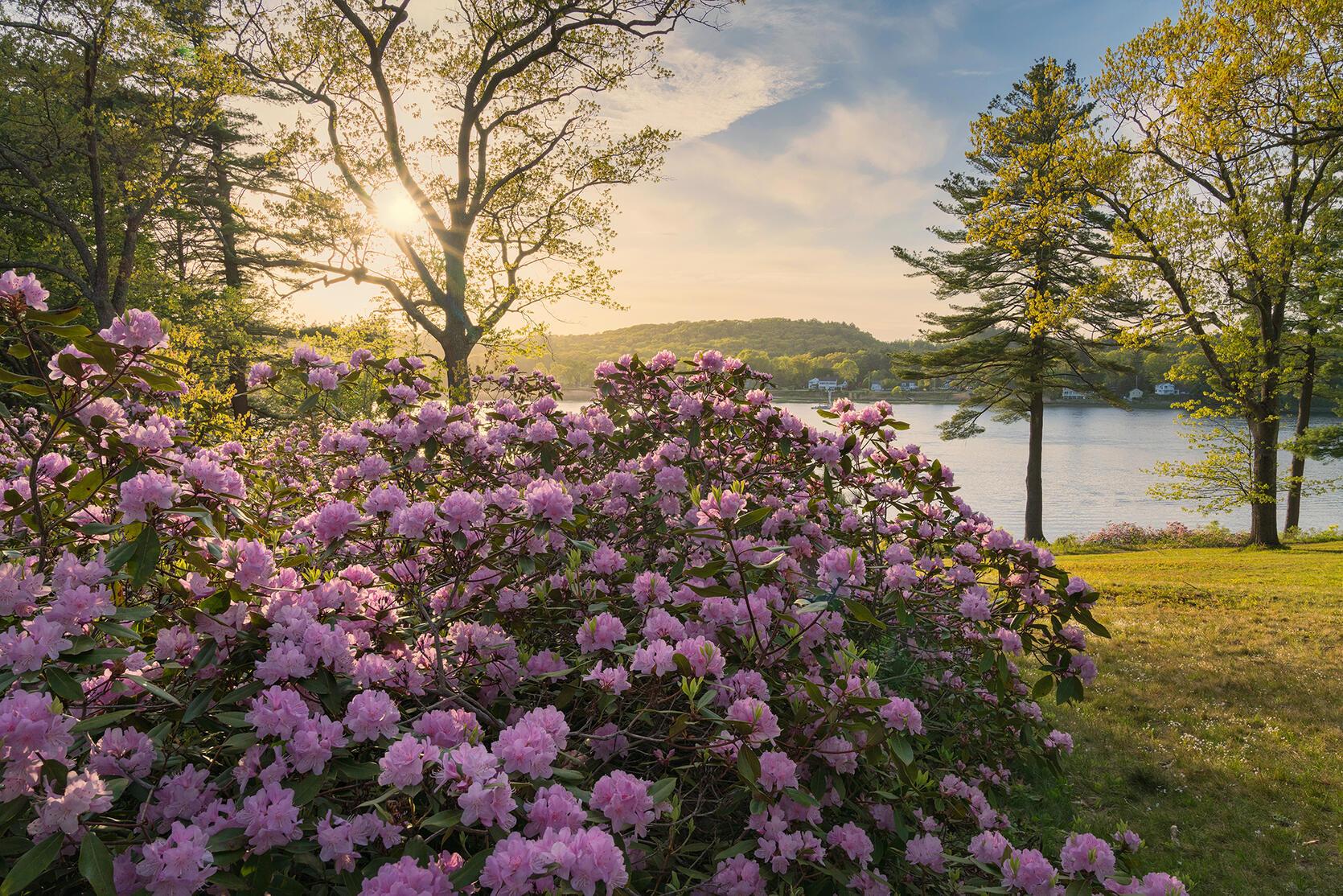 blooming rhododendrons near a lake