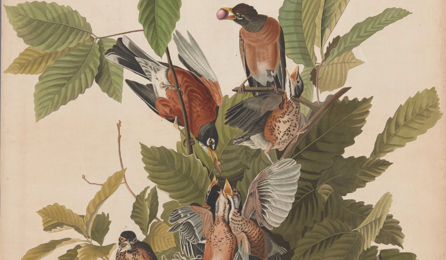 Detail from Audubon Plate 131 featuring male, female, and young American Robins in a nest