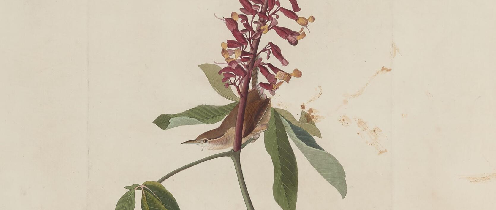Detail from Audubon Plate 78, Great Carolina Wren