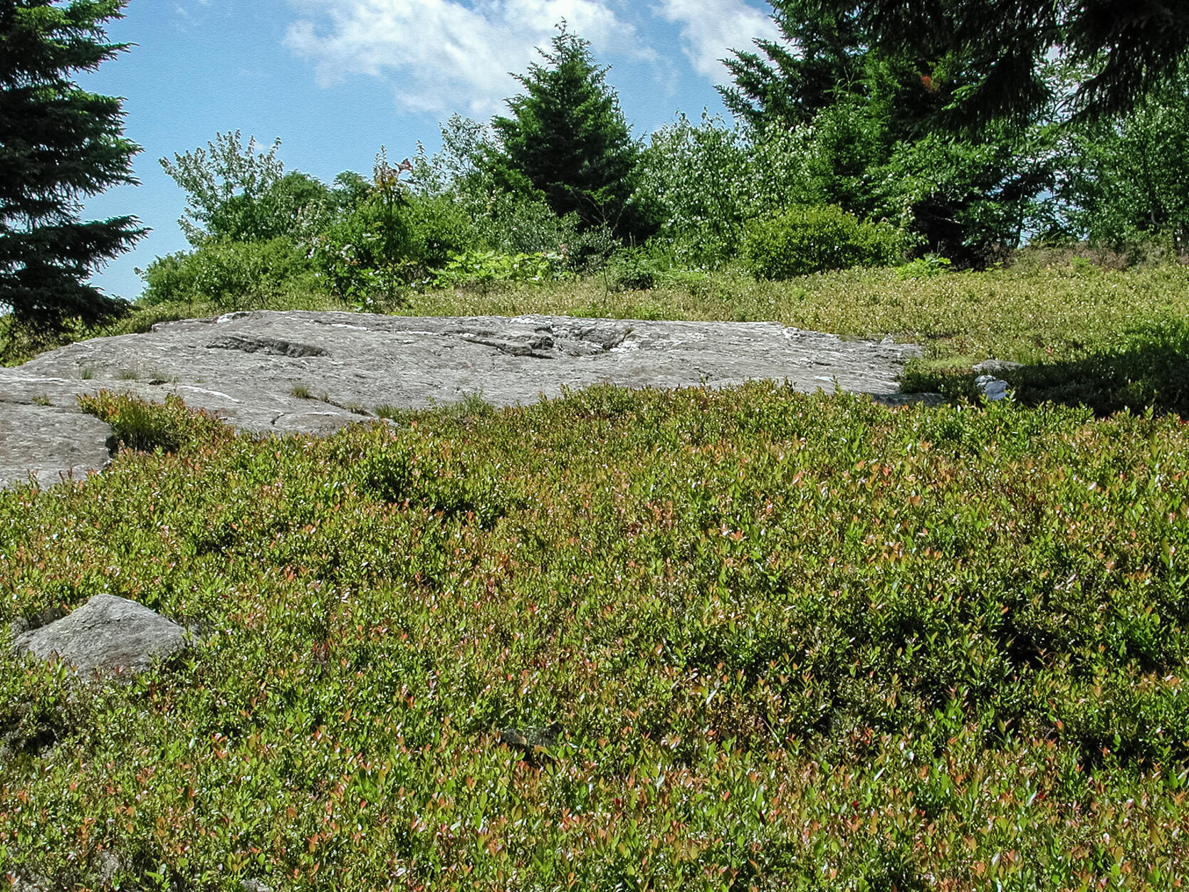 Ridgetop heathland habitat with abundant lowbush blueberries.