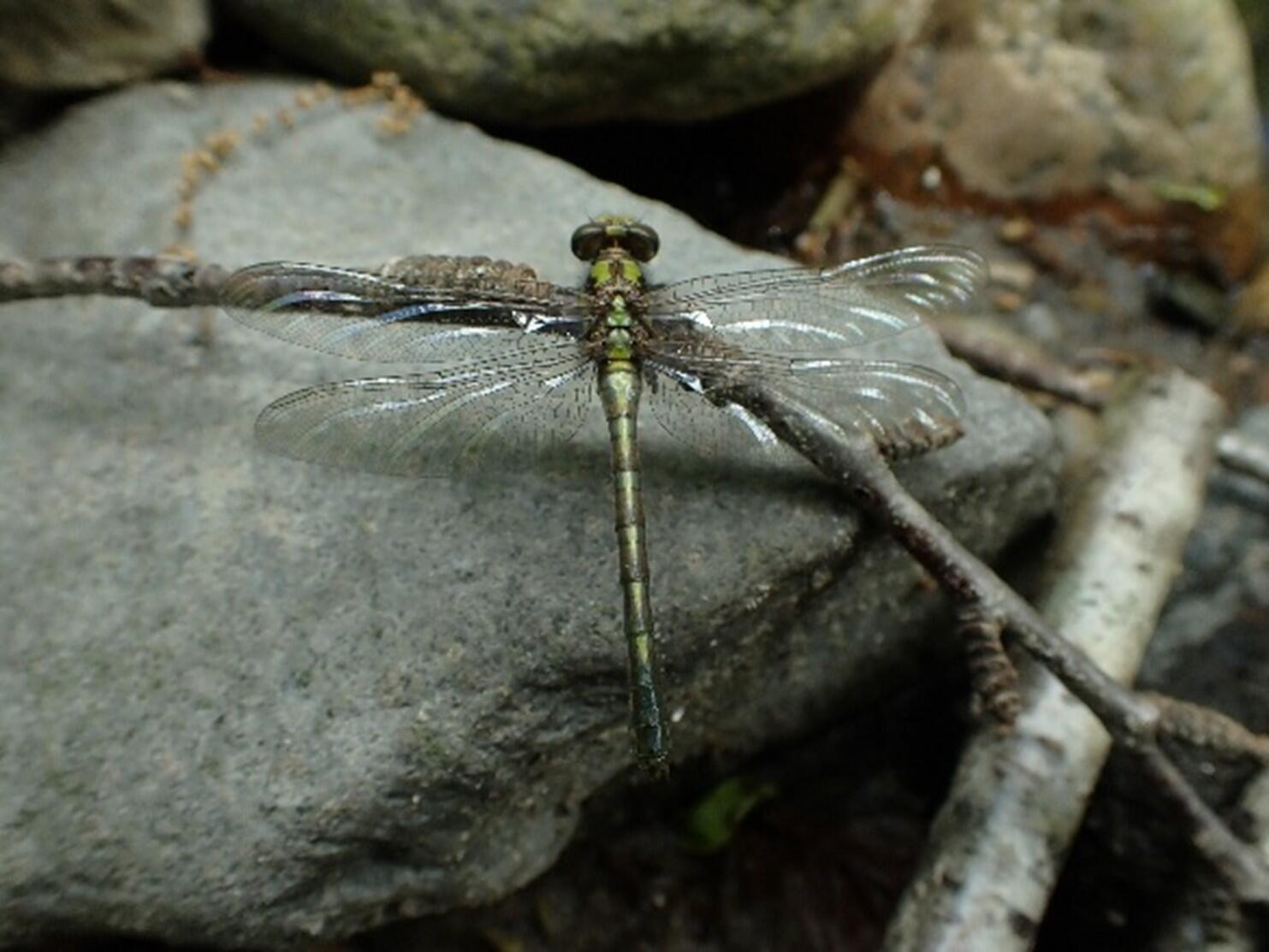 adult dragonfly on a rock