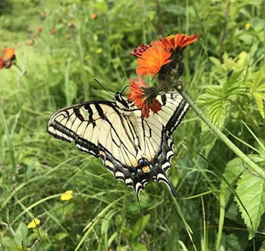 butterfly