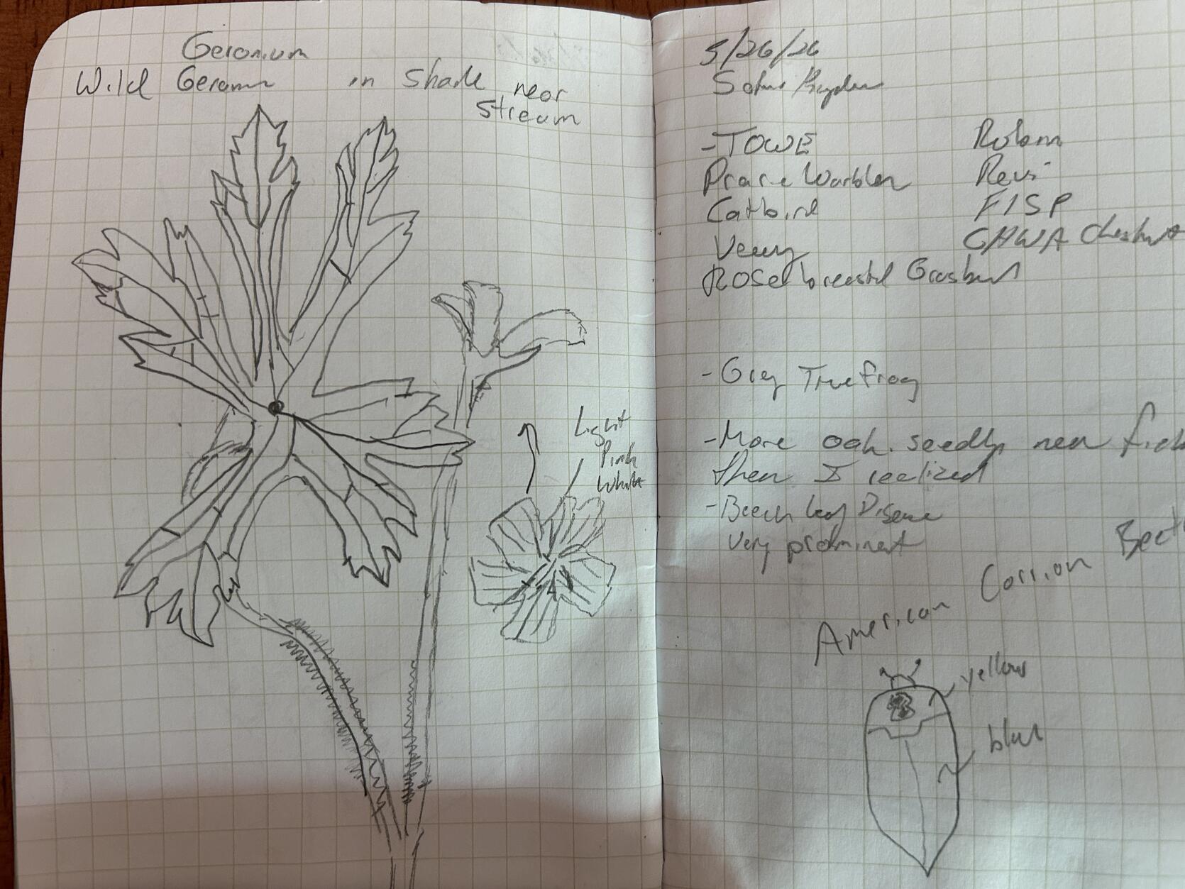drawing and notes in a sketchbook