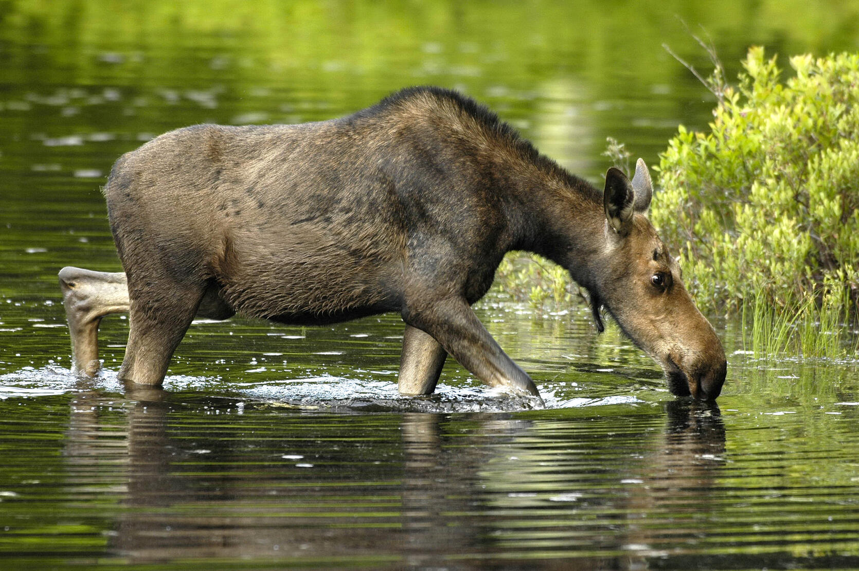 Moose in water