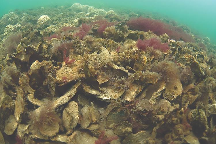 Seafloor covered in eastern oysters. 