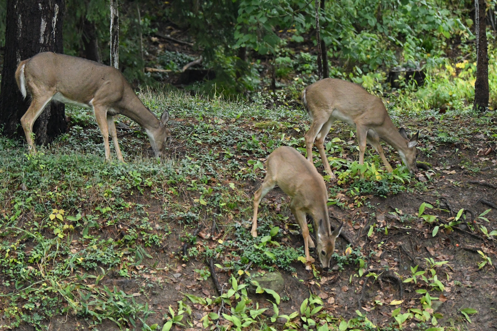 3 deer browsing on a hillside