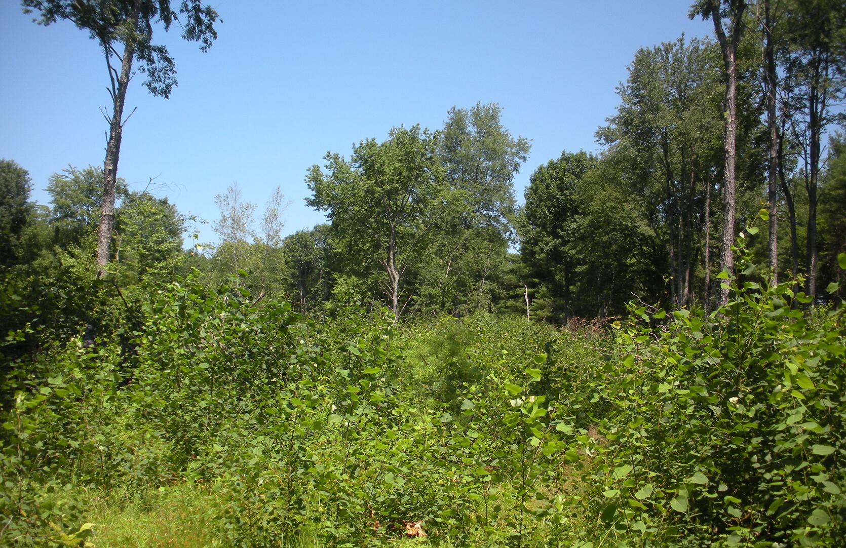 example of young forest habitat