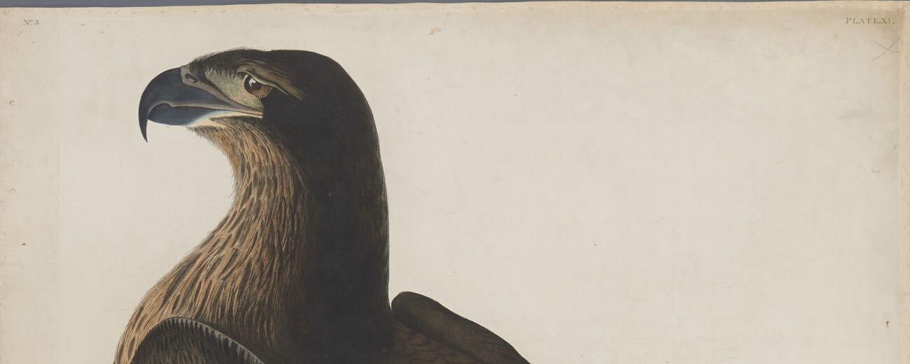Detail from Audubon Plate 11, the Bird of Washington
