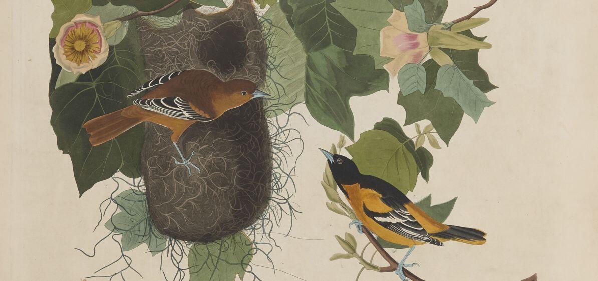 Detail from Audubon Plate 12 featuring a male Baltimore Oriole on the right and a female Baltimore Oriole on the left with a nest