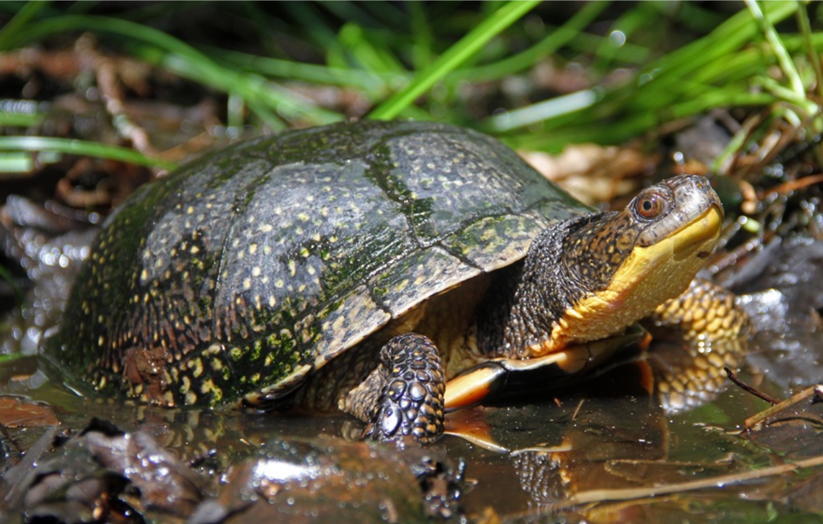 blandings turtle