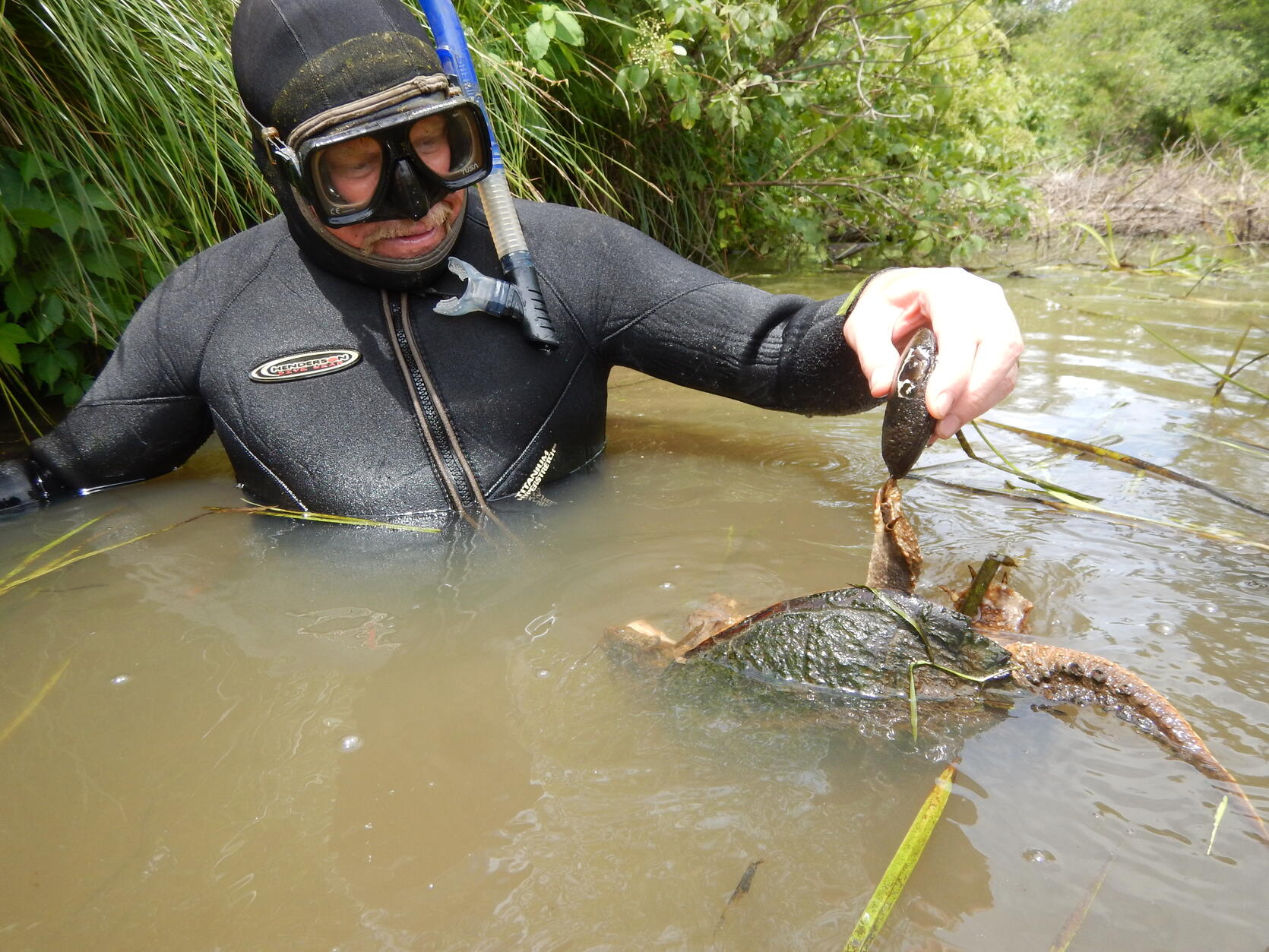 man in water in snorkel gear holding a mussel attached to a turtle