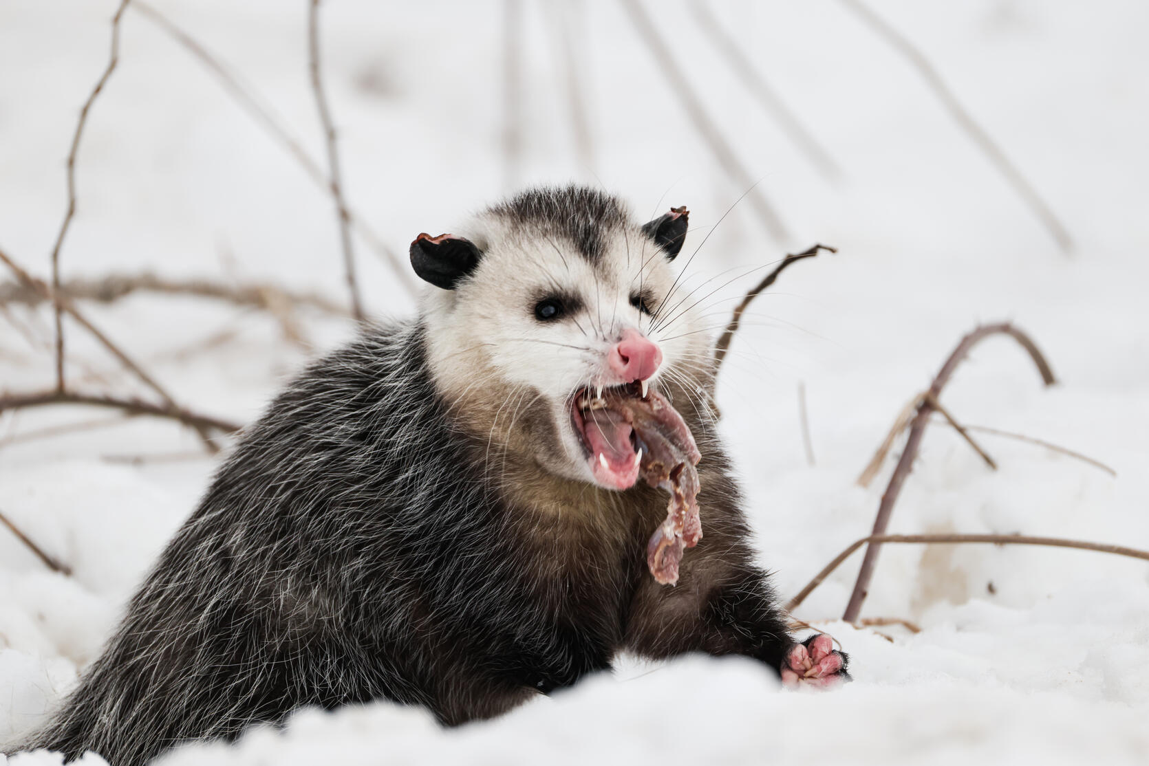 Opossum eating