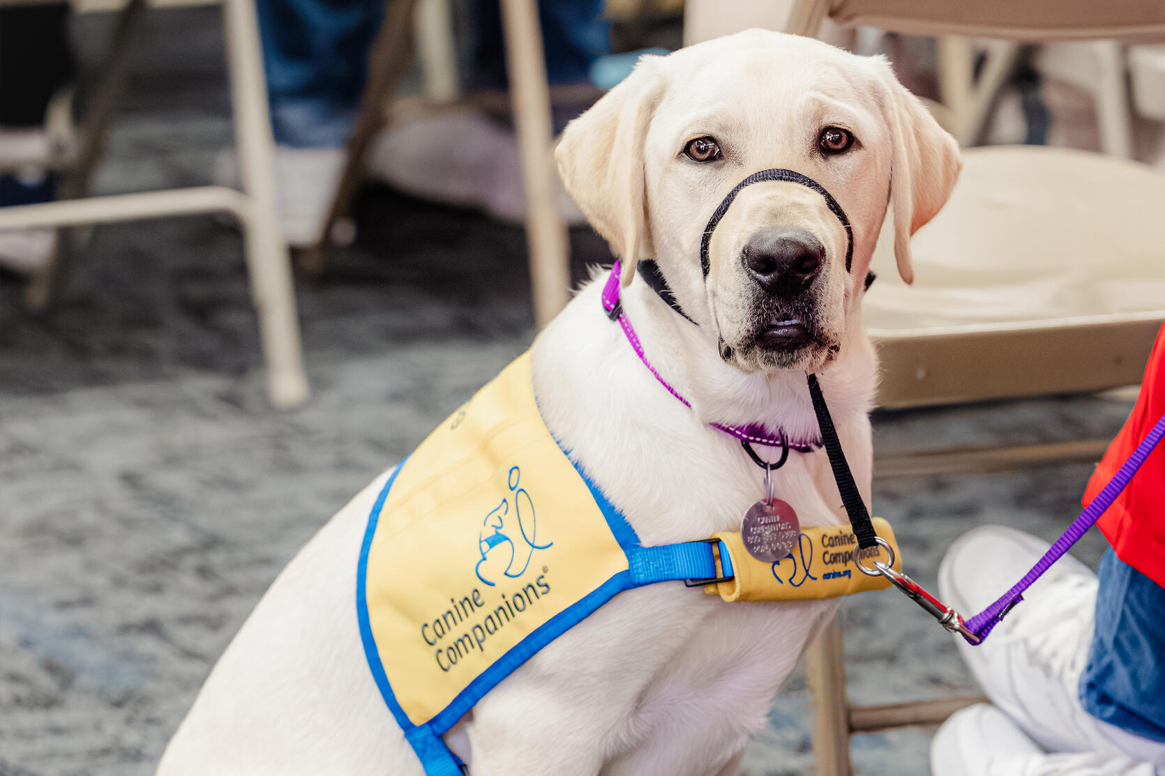 MCI-Framingham Canine Companions Yellow Lab