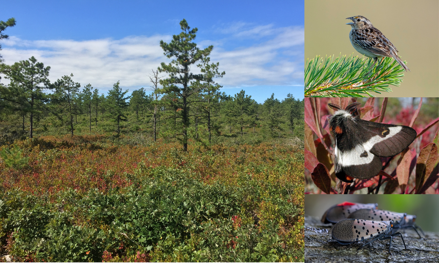 barrens habitat landscape, grasshopper sparrow, buck moth, spotted lanternfly