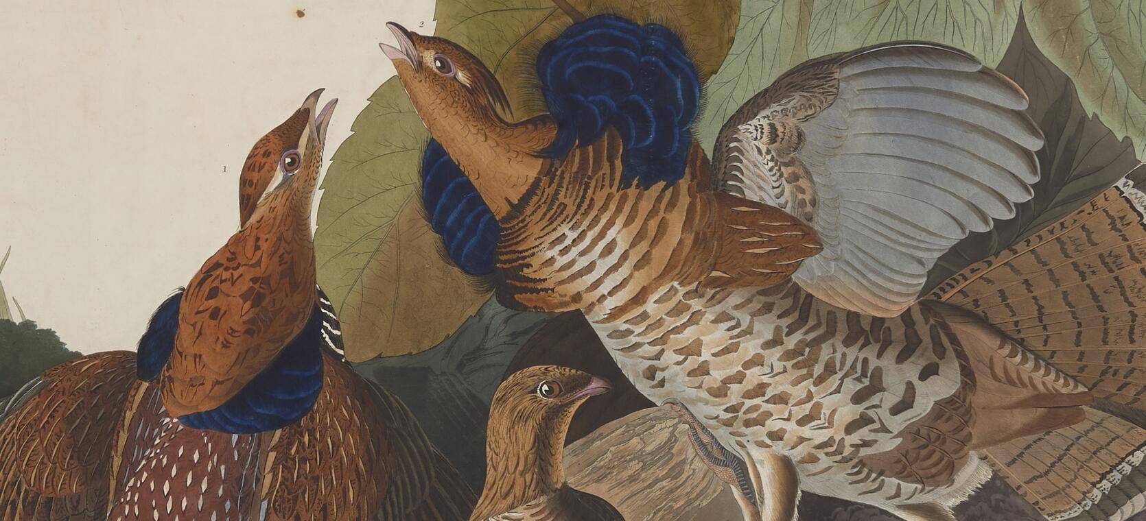 Detail from Audubon Plate 41 featuring three Ruffed Grouses, two males and one female