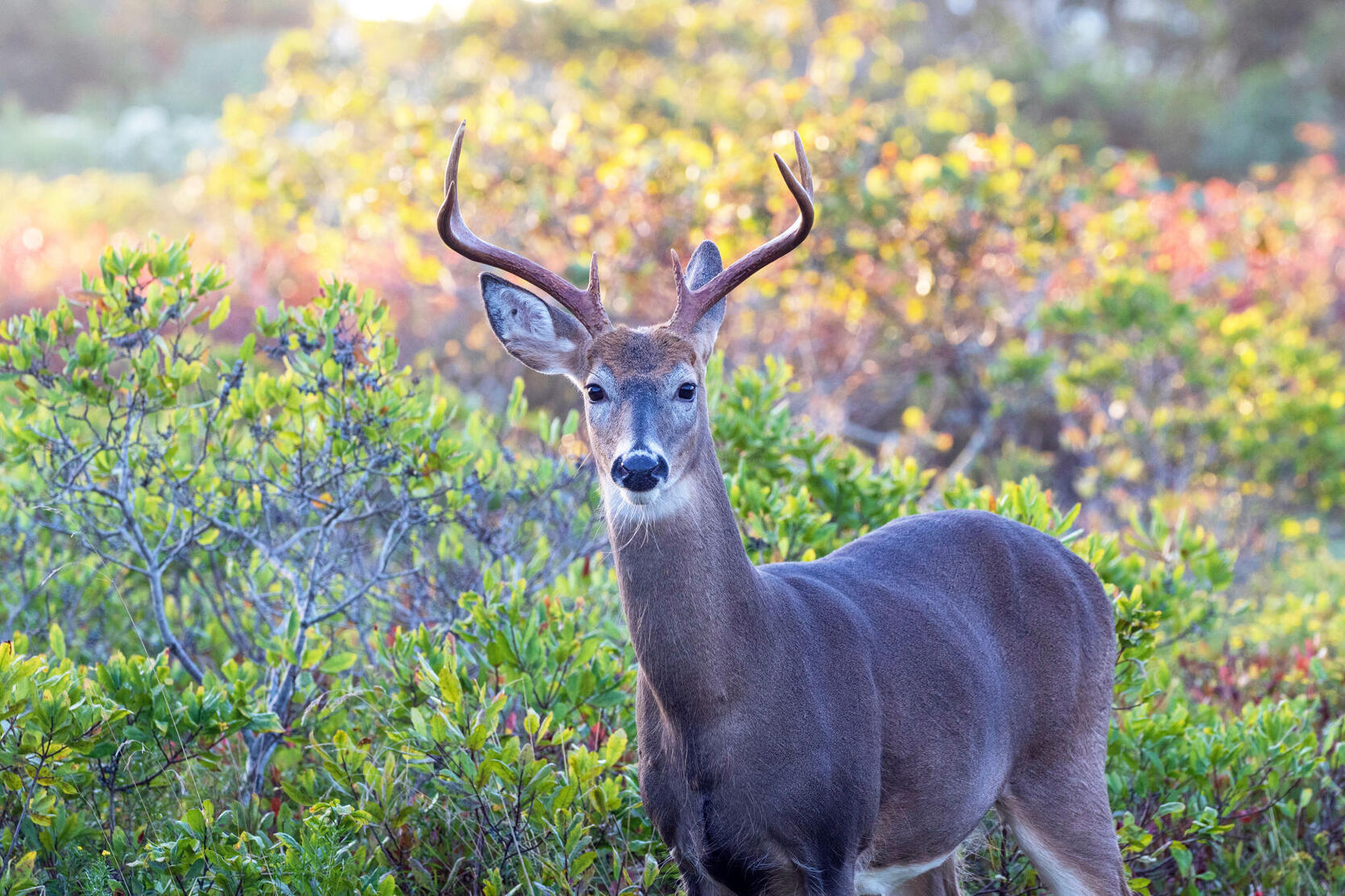 Buck standing in coastal vegetation