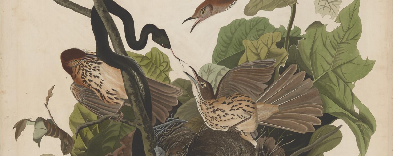 Detail from Audubon Plate 116 featuring Brown Thrashers defending their nest from a snake