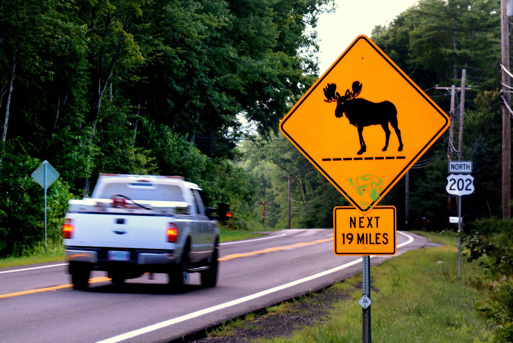 moose crossing sign