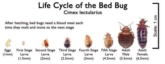 Life cycle of the bed bug