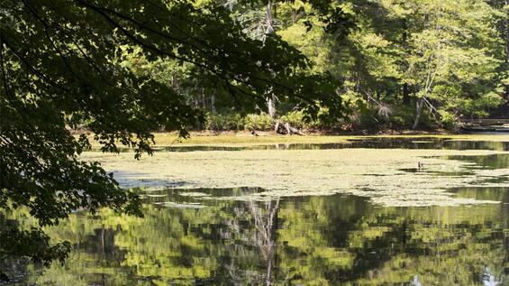 Serene Pond in park