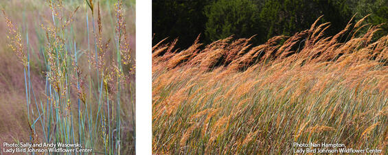 yellow plume grass