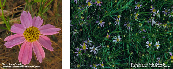 Pink tickseed