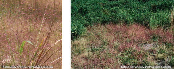Purple lovegrass