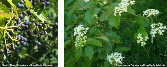 arrowwood viburnum
