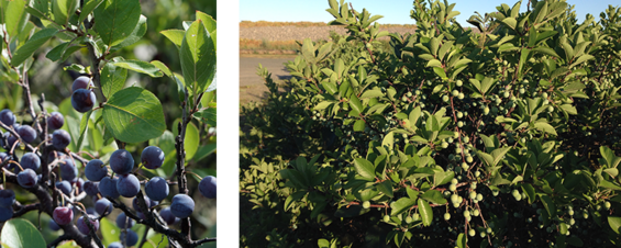 beach plum