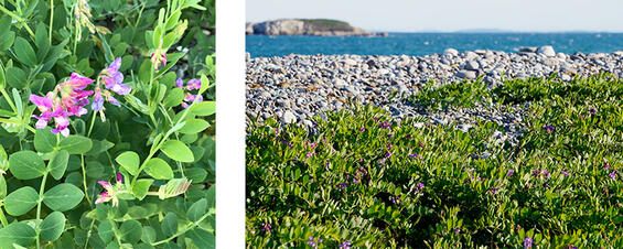 Beach pea