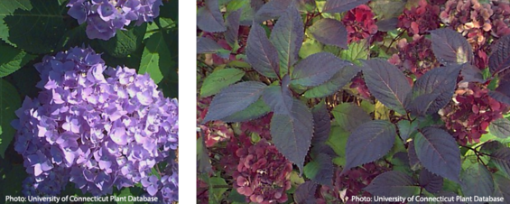 Bigleaf hydrangea