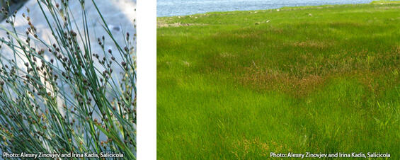 Black grass