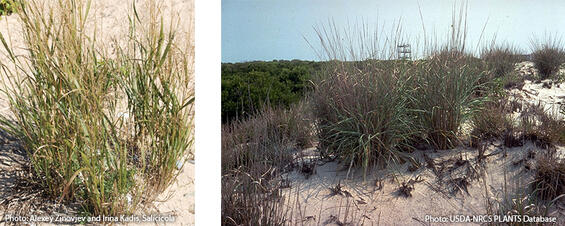 Coastal panic grass