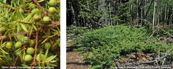 Common juniper