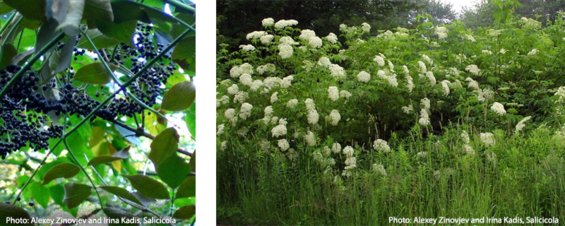 Elderberry