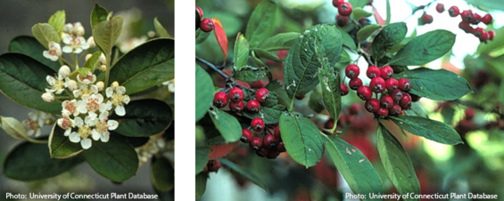 Red chokeberry