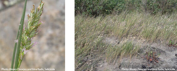 Saltgrass