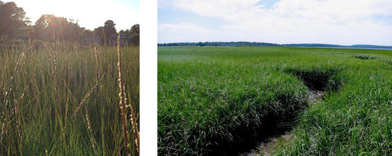 Saltmarsh (smooth) cordgrass