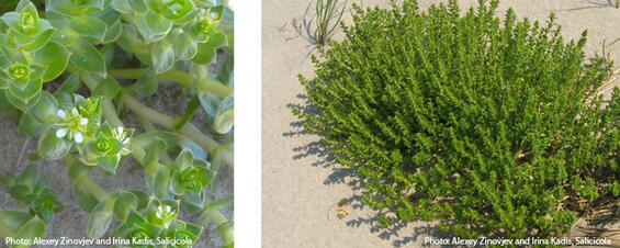 Seabeach sandwort