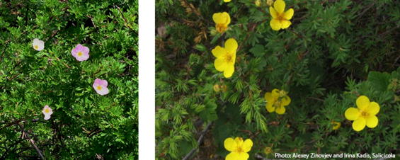 Shrubby cinquefoil