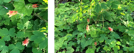 Red columbine