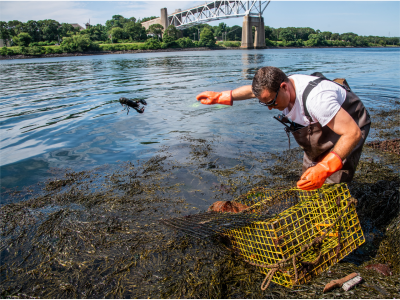 live lobster removed from ghost gear